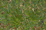 Asian shortstem sedge